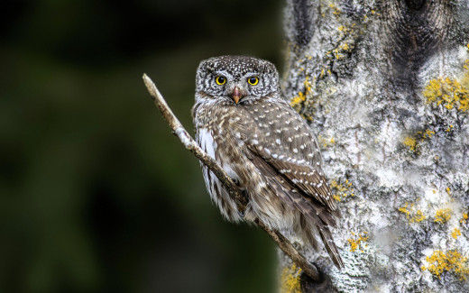 �1756681 �������(a): ����������:1920x1200